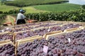 Man drives a tractor loaded with wooden boxes with freshly harvested grapes in a vineyard