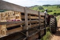 Man drives a tractor loaded with wooden boxes with freshly harvested grapes in a vineyard