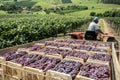 Man drives a tractor loaded with wooden boxes with freshly harvested grapes in a vineyard