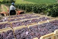 Man drives a tractor loaded with wooden boxes with freshly harvested grapes in a vineyard