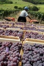 Man drives a tractor loaded with wooden boxes with freshly harvested grapes in a vineyard Royalty Free Stock Photo