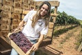 Woman on a tractor loaded with wooden boxes with freshly harvested grapes in a vineyard