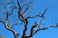 Jarrah Dieback in Gum Tree Royalty Free Stock Photo