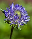 Closeup Of Jasione laevis Flower Buds