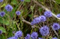 Jasione laevis or jasione perennis blue flowers closeup