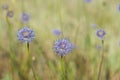 Jasione montana, blue bonnets flower closeup selective focus