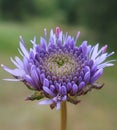 Jasione montana