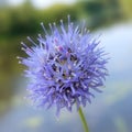 Jasione montana