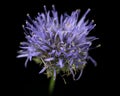 Jasione montana Sheep`s bit flower on black background