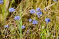 Jasione montana under the summer sun