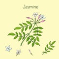 Jasmin branch