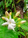 Jasmin flower blooms in the morning after rain