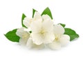 Jasmin flowers Royalty Free Stock Photo