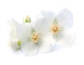 Jasmin flowers closeup Royalty Free Stock Photo