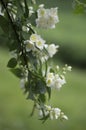 Jasmin Flowers in Summer Garden Royalty Free Stock Photo