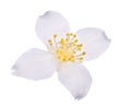 Jasmin single flower on white Royalty Free Stock Photo