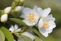 Jasmin tree Royalty Free Stock Photo