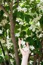 Jasmin tree Royalty Free Stock Photo