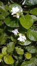 Jasmin tree in the garden at night Royalty Free Stock Photo