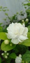 Jasmine Arbian flower close up image Royalty Free Stock Photo
