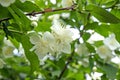 Jasmine bloomed in the garden Royalty Free Stock Photo