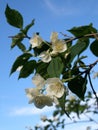 Jasmine bloomed in the garden. Springtime Royalty Free Stock Photo