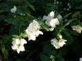 Jasmine bloomed in the garden. Springtime Royalty Free Stock Photo