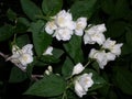 Jasmine bloomed in the garden. Springtime Royalty Free Stock Photo