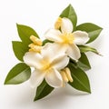 Jasmine Blooming Natural Health: Embracing Tropical Symbolism For Wellness