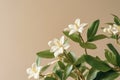 Jasmine blooms create a beautiful contrast on a white table and beige backdrop