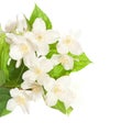 Jasmine blossom