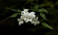 Jasmine Blossom