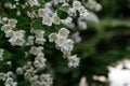 Jasmine blossoms closeup, beautiful white flowers and green leaves. Can be used as background