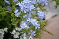 Jasmine blue plumbago Royalty Free Stock Photo