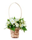 Jasmine bouquet in basket isolated