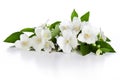 Jasmine Bouquet