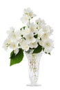 Jasmine bouquet in the vase