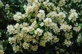 Jasmine branch with delicate white flowers and yellow center and green leaves on the bush Royalty Free Stock Photo