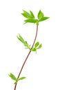 Jasmine branch with fresh leaves isolated on white Royalty Free Stock Photo