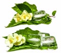 Jasmine branch frozen ice cubes isolated cosmetics concept