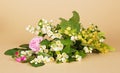 Jasmine branch, linden flowers and tea-rose Royalty Free Stock Photo