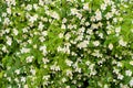 Jasmine bush Royalty Free Stock Photo