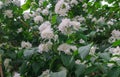 Jasmine bush with beautiful, terry, white flowers