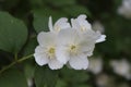 Jasmine bush bloomed with white fragrant flowers