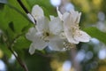 Jasmine bush bloomed with white fragrant flowers