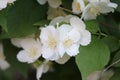 Jasmine bush bloomed with white fragrant flowers