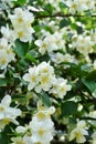 Jasmine bush in full blooming