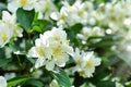 Jasmine bush in full blooming