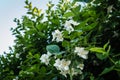 White flowers of jasmine plant sunlit afternoon sun Royalty Free Stock Photo