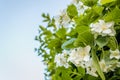 White flowers of jasmine plant sunlit afternoon sun Royalty Free Stock Photo